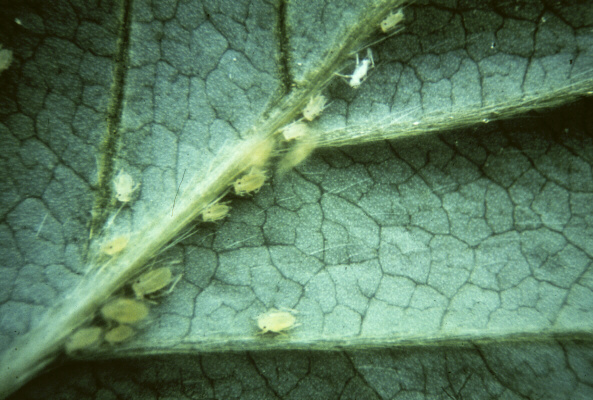Aphids detection