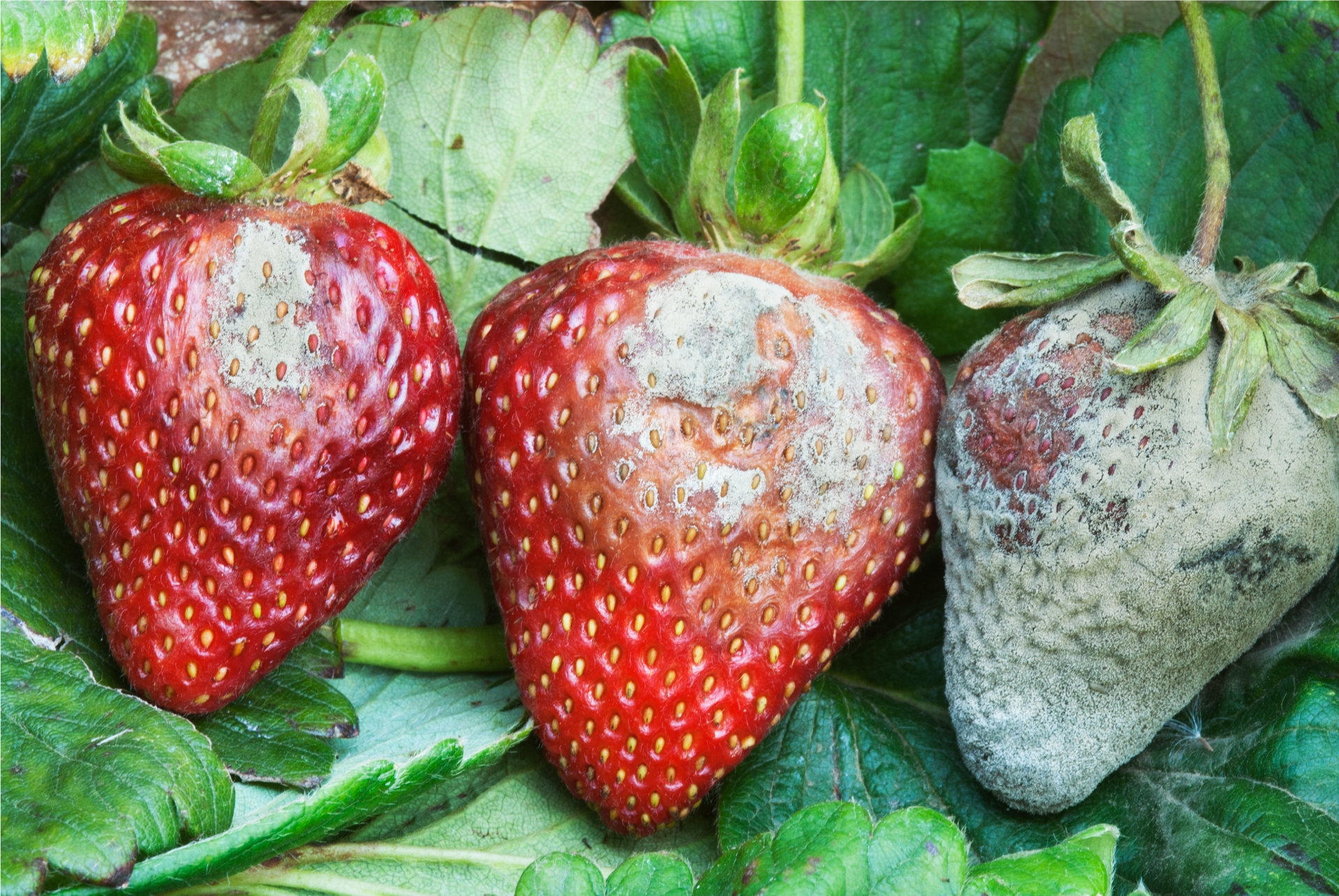 Botrytis cinerea detection