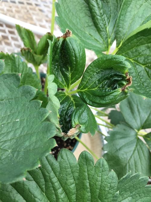 Calcium deficiency detection