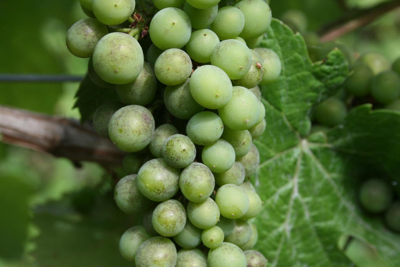 Powdery mildew detection