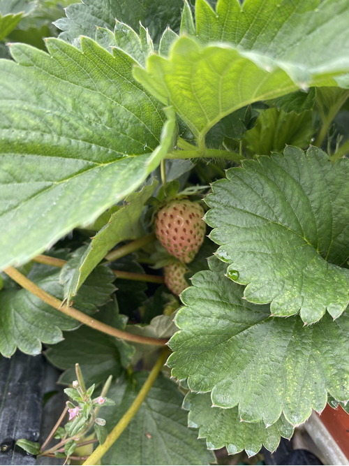 Spider mites detection