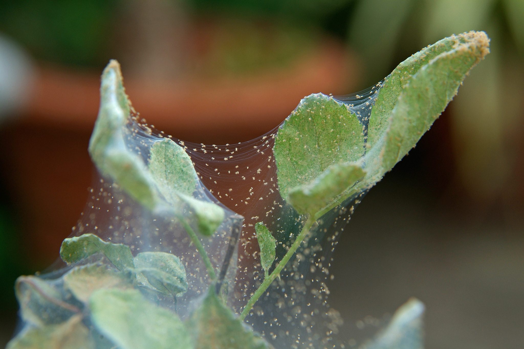 Spider mites and their webbing on a leaf tip