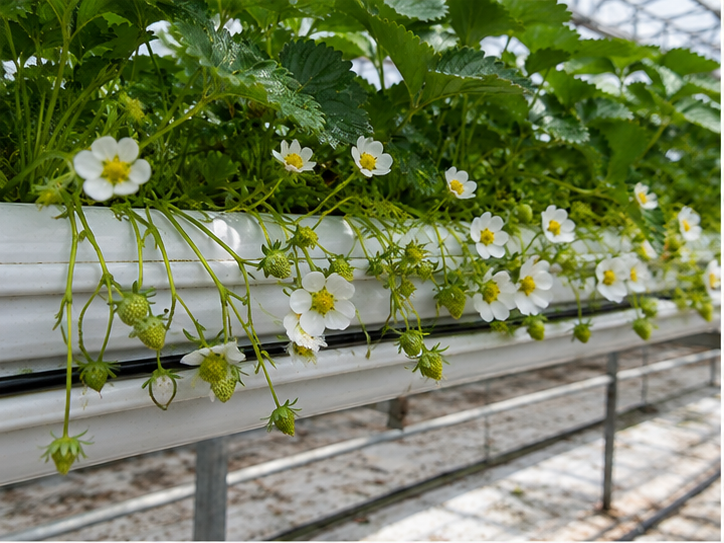 Strawberry plants in a hanging gutter, in flower